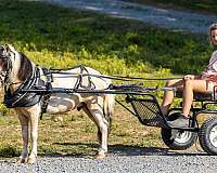 excellent-prospect-pony