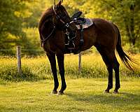 thoroughbred-horse