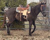 thoroughbred-horse-for-sale