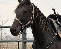 thoroughbred-mare