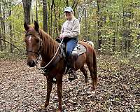 athletic-standardbred-horse