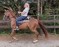 companion-standardbred-horse