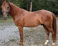 all-around-standardbred-horse