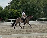 grulla-fjord-for-sale