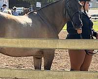 grulla-fjord-gelding