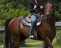 horsemanship-appendix-pony