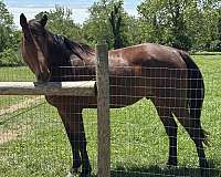 appendix-pony-gelding