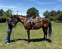 all-around-appendix-pony