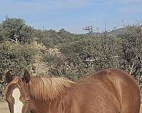rabicino-flaxen-mane-tail-horse