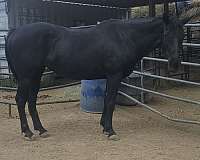 barrels-broodmare