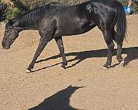 broodmare-in-foal-palomino-horse