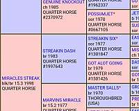 barrels-stallion