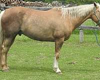 quarter-horse-for-sale