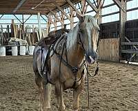 quarter-horse-gelding
