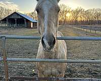 quarter-horse