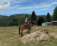 quarter-horse-for-sale
