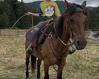quarter-horse