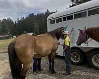 beginner-mare