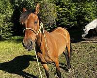 experienced-mare