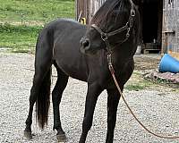 none-horse