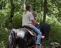black-none-horse