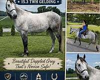 beginner-tennessee-walking-horse