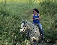 dappled-tennessee-walking-horse