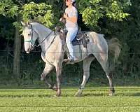 experienced-tennessee-walking-horse