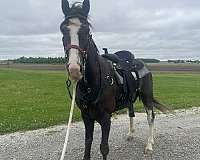 tennessee-walking-horse