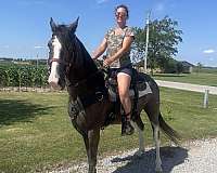 tennessee-walking-gelding