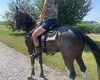 tennessee-walking-horse-for-sale