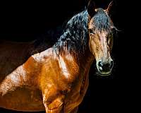 english-pleasure-friesian-horse