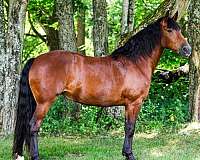 field-trial-friesian-horse