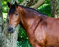 finished-friesian-horse