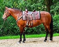 halter-friesian-horse
