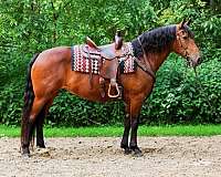 harness-friesian-horse