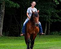 husband-safe-friesian-horse