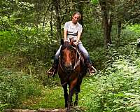 performance-friesian-horse
