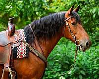 ridden-english-friesian-horse
