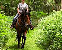 ridden-western-friesian-horse