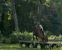 appendix-pony-for-sale