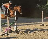 appendix-pony