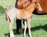 tin-man-quarter-horse