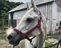training-level-dressage-arabian-horse