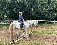 confidence-builder-arabian-horse