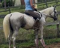 safe-horse-arabian
