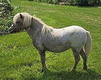 miniture-horse