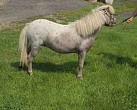 miniature-horse-for-sale