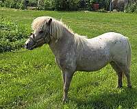 miniature-stallion