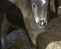 miniature-horse-for-sale